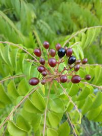 Close-up of berries growing on plant