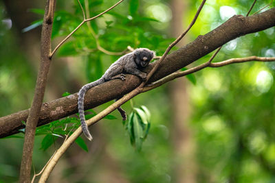 Low angle view of monkey on branch