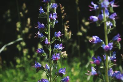 Close-up of purple flowering plants on field