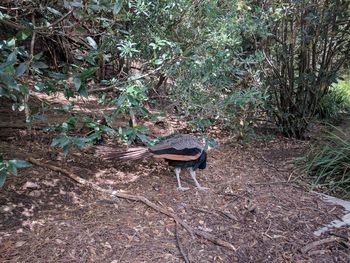 High angle view of bird on field