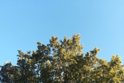 Low angle view of trees against blue sky