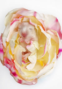 Directly above shot of young gerbil in artificial flower against white background