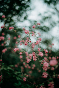 Close-up of flowering plants