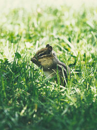 Sparrow on grass