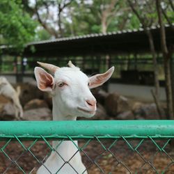 Close-up portrait of sheep