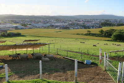 Scenic view of agricultural field against sky