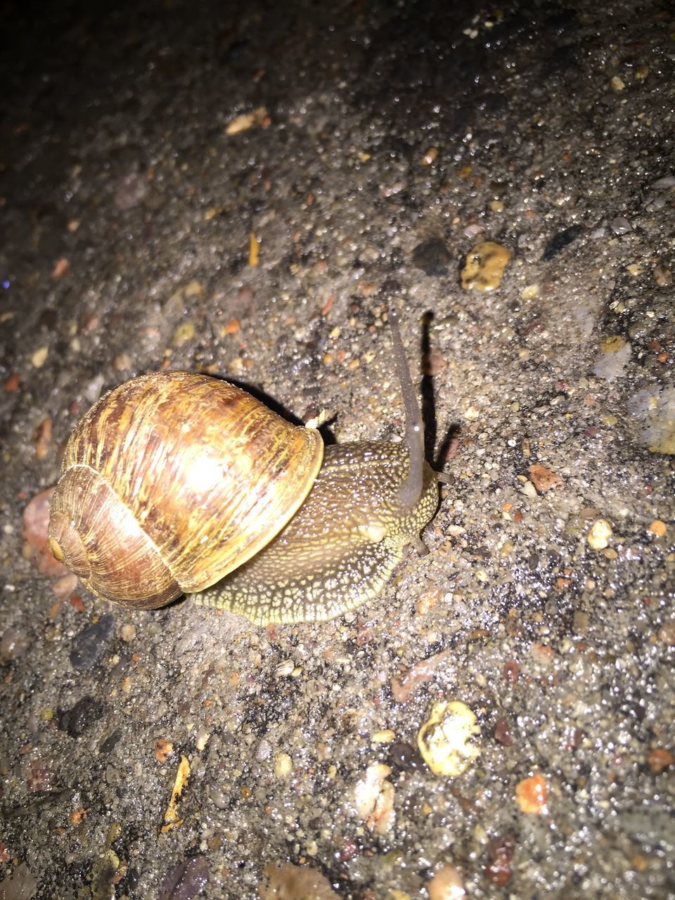 animal themes, animal shell, snail, animals in the wild, one animal, wildlife, shell, high angle view, close-up, seashell, mollusk, nature, ground, natural pattern, day, outdoors, animal antenna, no people, gastropod, slow