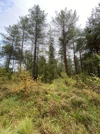 Trees growing in forest