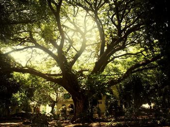 Trees in forest