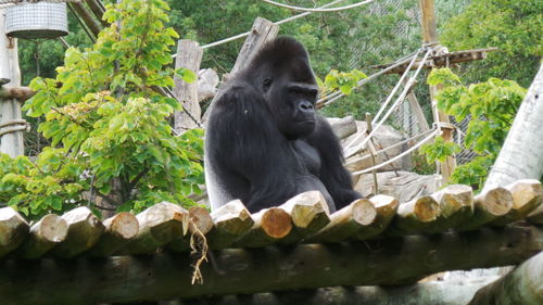 Low angle view of gorilla on structure at zoo