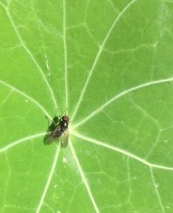 Close-up of spider on leaf