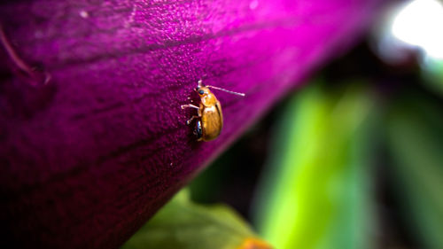 Close-up of insect on flower