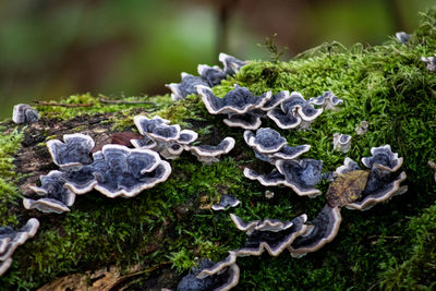 Close-up of mushrooms growing on land