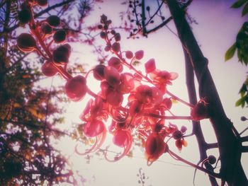 Low angle view of tree against sky