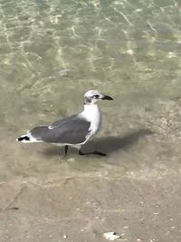 High angle view of seagull flying over lake