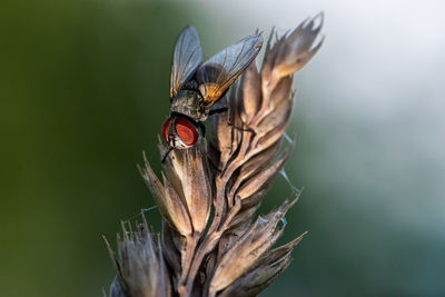 Close-up of butterfly on flower