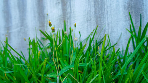 Close-up of flowering plant on land