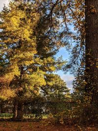 Trees growing in forest during autumn