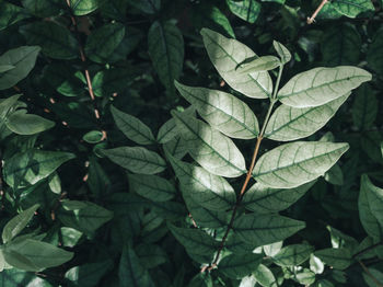 High angle view of leaves