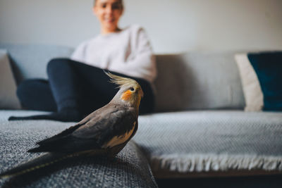 Close-up of a bird sitting on sofa at home