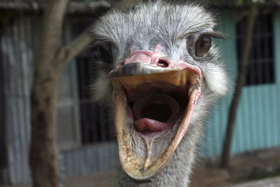 Portrait of ostrich with mouth open