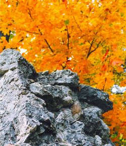 Full frame shot of tree trunk