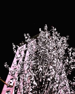 Low angle view of illuminated fireworks against sky at night