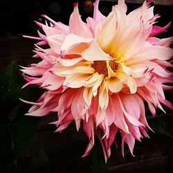 Close-up of pink flowers