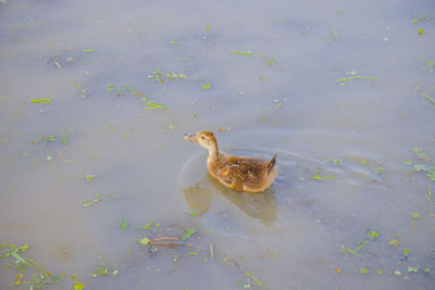 High angle view of duck swimming in lake