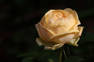 Close-up of rose against black background