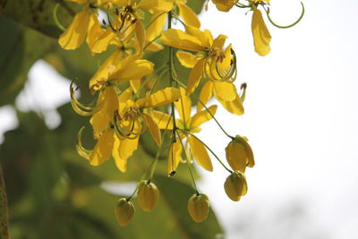 Close-up of yellow flowering plant