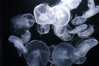 Close-up of jellyfish against black background