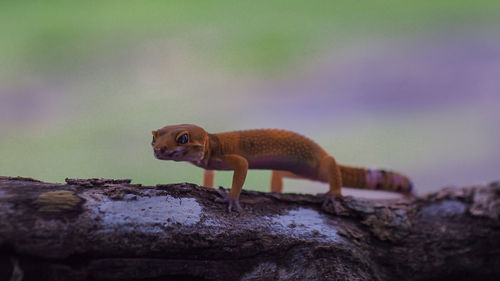 Close-up of lizard