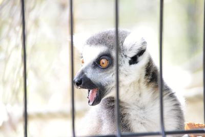 Close-up of lemur with mouth open looking away seen through window