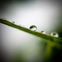 Close-up of water drops on plant