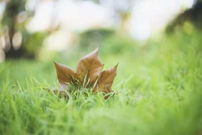 Maple leaf on a green grass. background suitable for presentations for sustainability