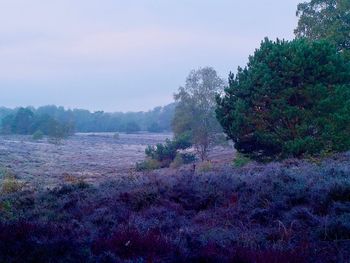 Scenic view of forest against sky