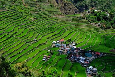 High angle view of rice terrace