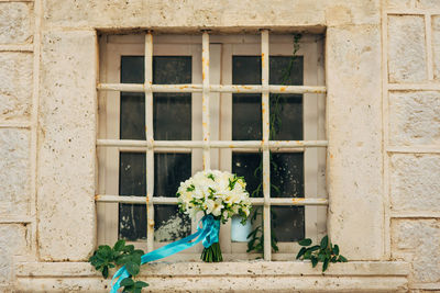 Potted plants on window of building