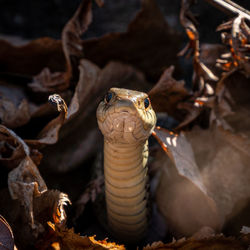 Close-up of lizard on leaves