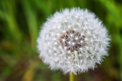 Close-up of dandelion flower