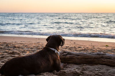 Dog lying on beach