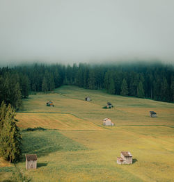 Flock of sheep grazing on field against clear sky