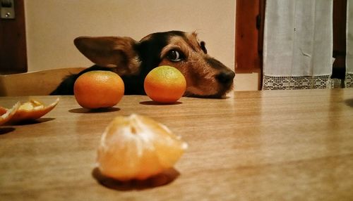 Close-up of orange against dog at table