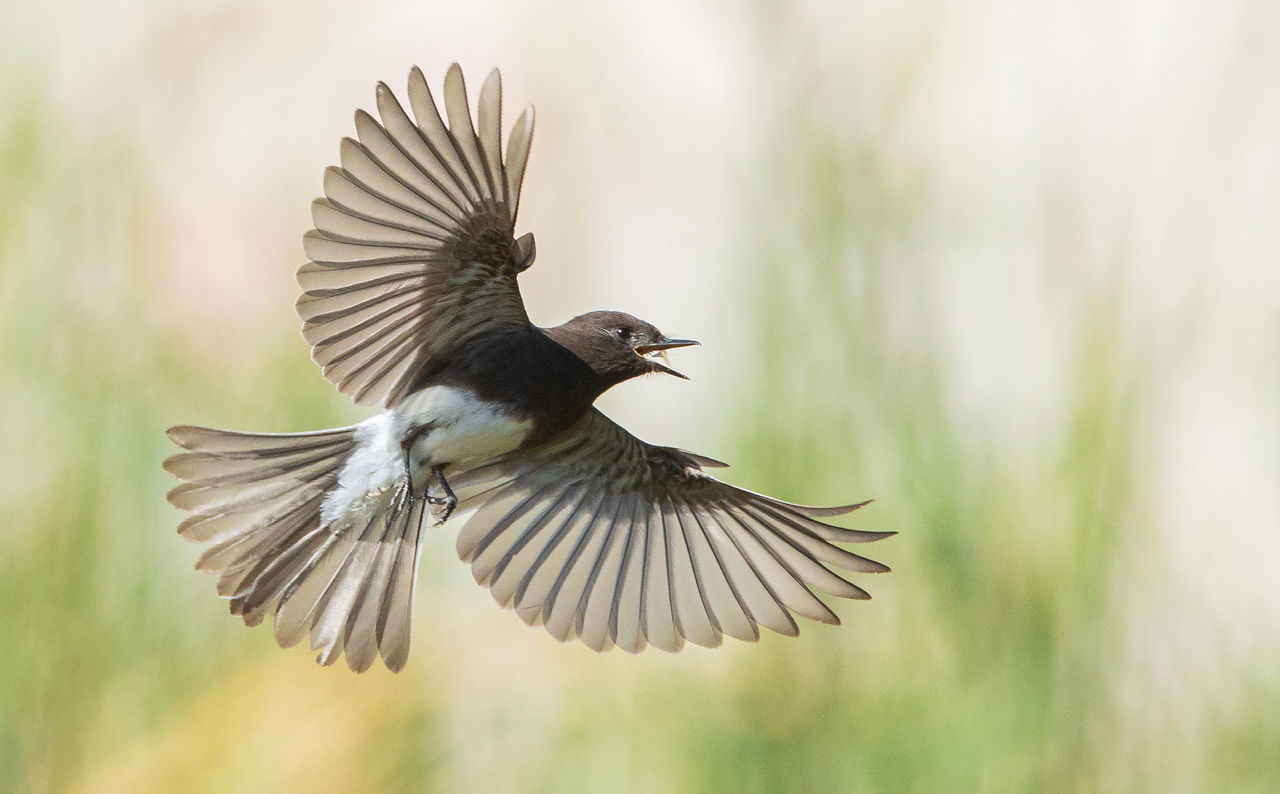 bird, flying, animal themes, animal, animal wildlife, wildlife, spread wings, animal body part, motion, beak, one animal, mid-air, nature, animal wing, wing, beauty in nature, no people, outdoors, focus on foreground, full length, feather