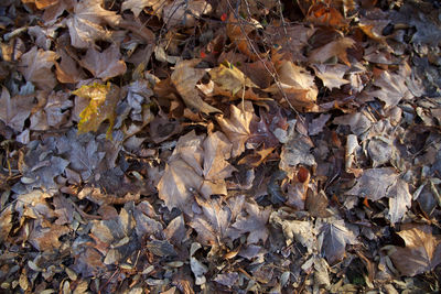 Full frame shot of dry maple leaves