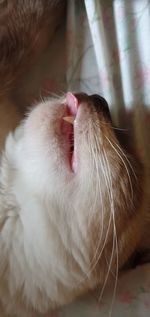 Close-up of cat yawning