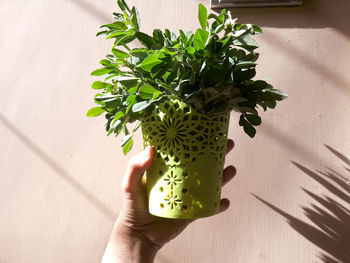 Close-up of hand holding potted plant