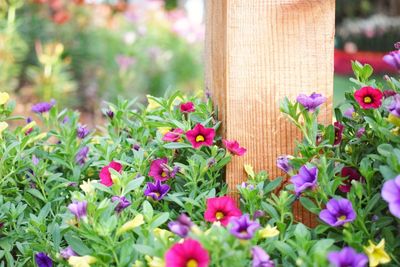 Close-up of pink flowering plants in park