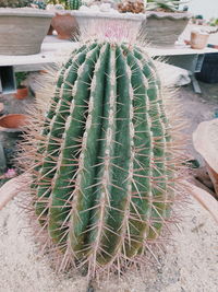 High angle view of succulent plant on field